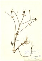 藏品(鬼針)的圖片